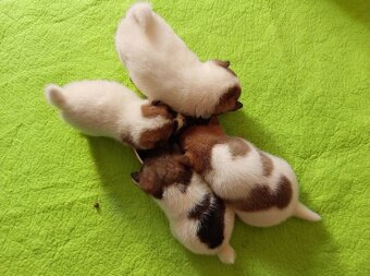 Shiba inu pinto s PP-1.vrh v ČR - 6