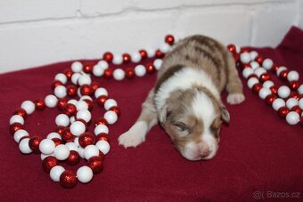 Miniaturní americký ovčák s PP - 6