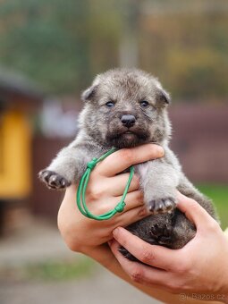 Saarloosův vlčák - prodej - 6