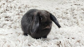 Zakrslý beránek, králíček, králík - BIBI - 6