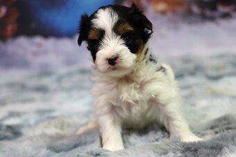 Biewer jorkšírský terriér - 6