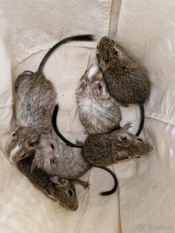 Osmak degu mláďata-kluci - 6