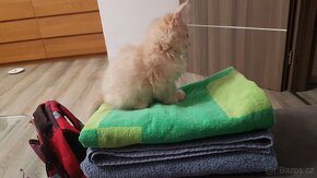 Koťata perská křížená s mainskou mývalí - volné nazrzlé - 6