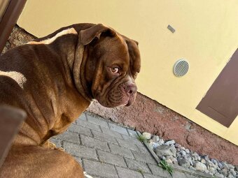 American Bully hledá milující domov - 6