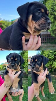 AMERICAN BULLY XL s PP - 6