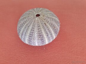 Prodám ulitu mořského ježka průměr 7,5 cm - 6