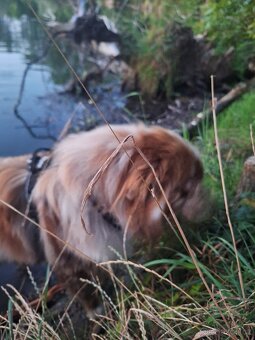 Elektrokolo Hanscraft Forester - 6