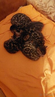 Bengalská kočka-koťátka s PP - 6