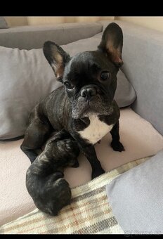 Francouzský buldoček bez PP - 6