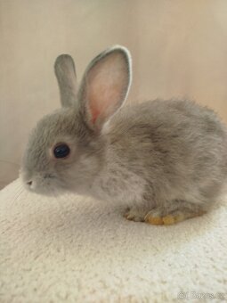 Zakrslý králíček 🐰 - 6