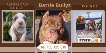 American Bully pocket size POCKET/STANDARD - 6