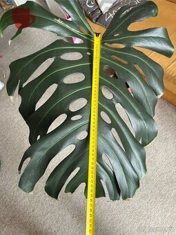 Monstera zakořeněné řízky 3ks - 6