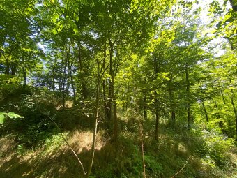 Lesní pozemek Kožichovice - 6