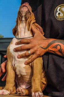 American Bully XL - 6