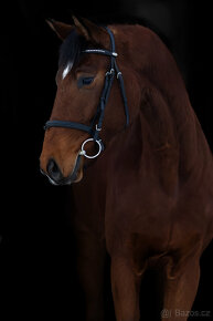 Nadějný talentovaný valach po Statis Conti - 6