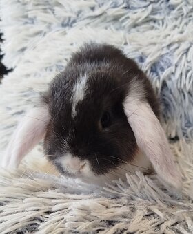 Minilop - anglický zakrslý beránek s VP - 6