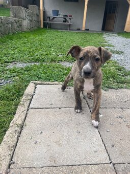 Peruánský naháč - 6