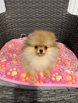 Pomeranian s PP - 6