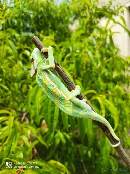 chameleon jemenský, terárium - 6