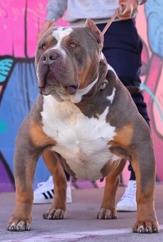 American Bully XL/XXL - 6