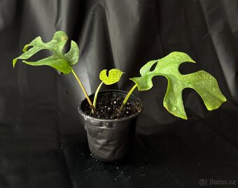 SLEVA Monstera Minima (rhaphidophora tetrasperma) - 6