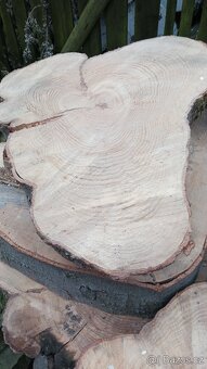 Koláče z tvrdého dřeva, Habr Buk - 6