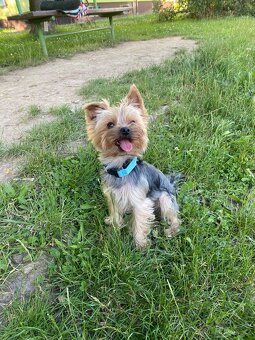 Jorkšírský teriér - 6