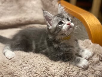 Mainská mývalí koťátka - 6