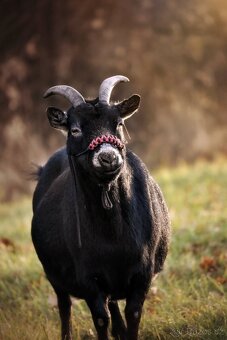 Ohlávka pro kozu/ovci - 6