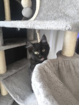 Mainská mývalí s PP - 6