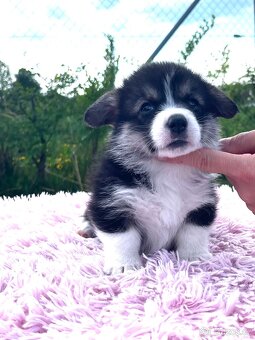 Welsh corgi pembroke s PP (FCI) - 6