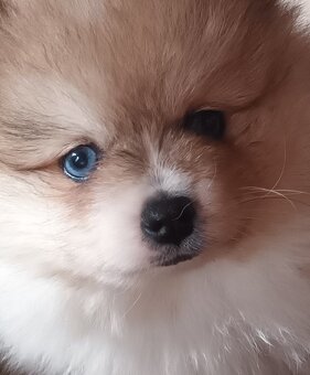 Pomeranian s PP - 6