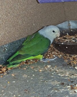 Agapornis - 6