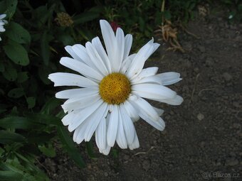 Cibule narcisů, tulipánů,trsy kopretin,řebříčků a pivoněk - 6