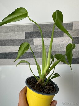 Monstera Burle Marx Flame sběratelská rostlina, květina - 6