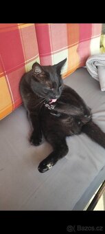 Kocour - 6