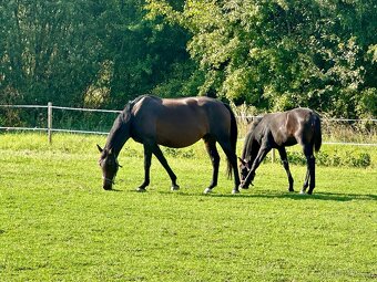 Nadějný drezurní hřebeček po odstavu Toto Gold/Glamourdale - 6