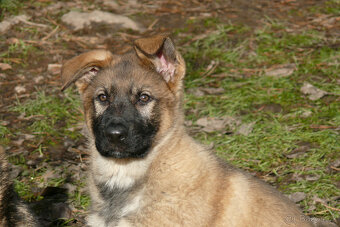 Šteniatka NO s PP - 6