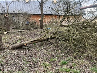 Pokácené dřevo ovocných stromů - 6