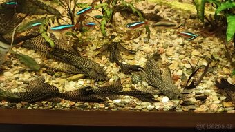 Ancistrus long fin - 6