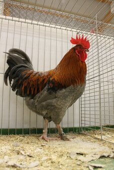 Maransky 🐣 (kuřátka) - 6