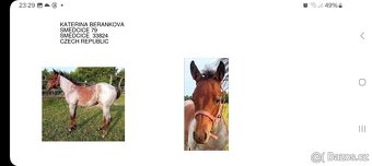 Roční Bay Roan klisna QH - 6