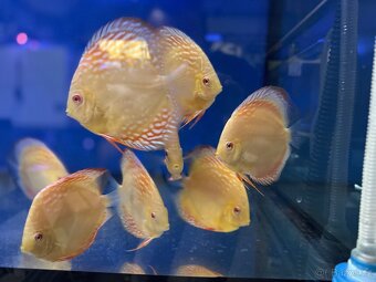 Terčovec Discus - 6
