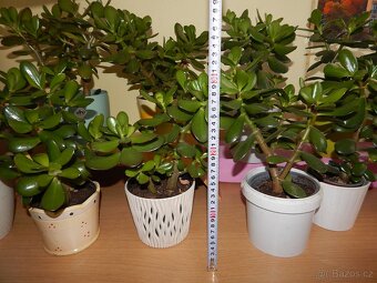 Tlustice pokojová rostlina (Crassula ovata) - 6