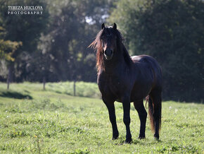 Welsh pony of cob type, sekce C - 6