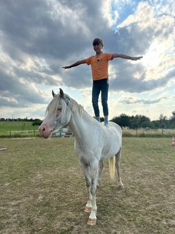 Výjimečný pony valach kat. A, 7let - 6