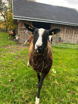 Ovečky  Zwartbles - 6