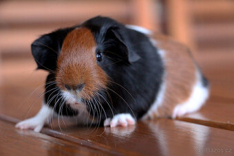 Morče, morčata s PP - krátkosrstá - 6