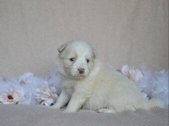 Border kolie - štěňátka s PP - 6