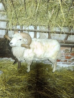 Ouesantská / quessntská ovce - 6